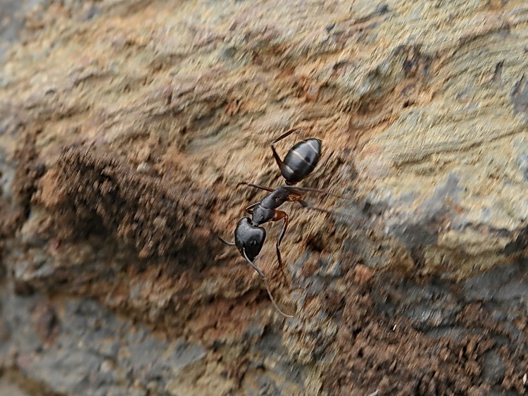 Formica pantesca: Camponotus cf..barbaricus (Formicidae)